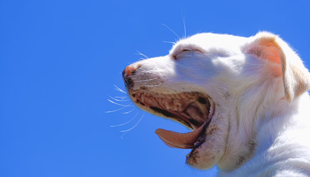 A yawning dog with a blue background